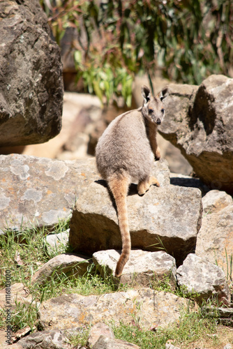 The Yellow-footed Rock-wallaby is brightly coloured with a white cheek stripe and orange ears. It is fawn-grey above with a white side-stripe, and a brown and white hip-stripe.