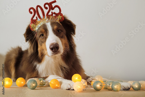 Pets celebrate New year and Christmas concept. Brown Australian Shepherd wears a red headband with the numbers 2025 on head. A greeting card with a dog and garland.