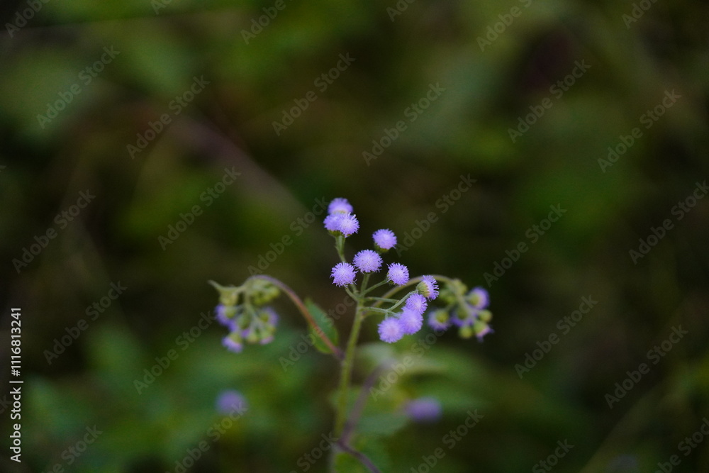 Close-up photo of purple flower weed. Close-up photo of purple flower weed.