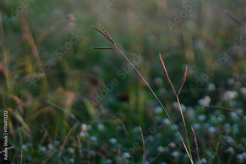 Close-up photo of a brown flowered weed with long brown leaf stalks. photo