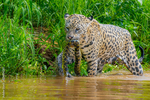 Photos Jaguar with Anaconda