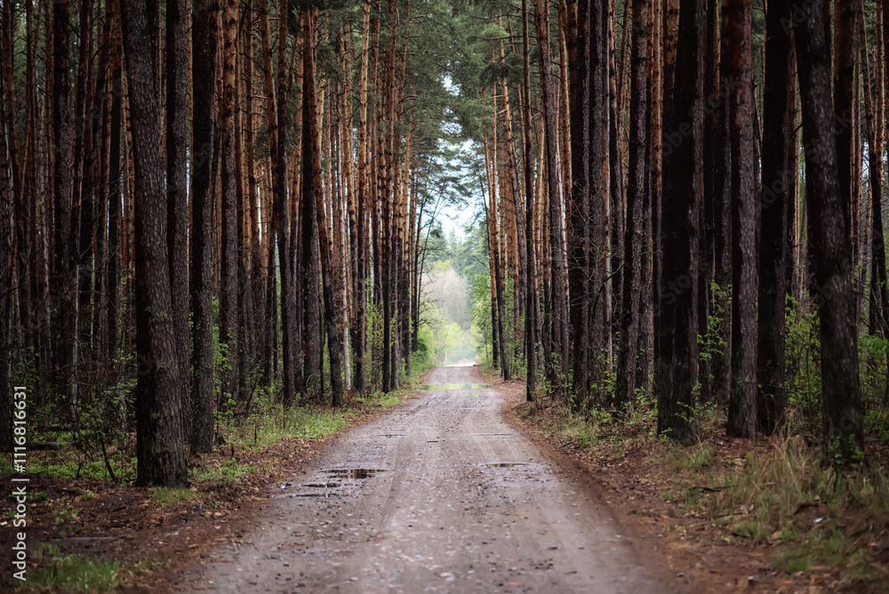 Fototapeta premium Dark moody forest