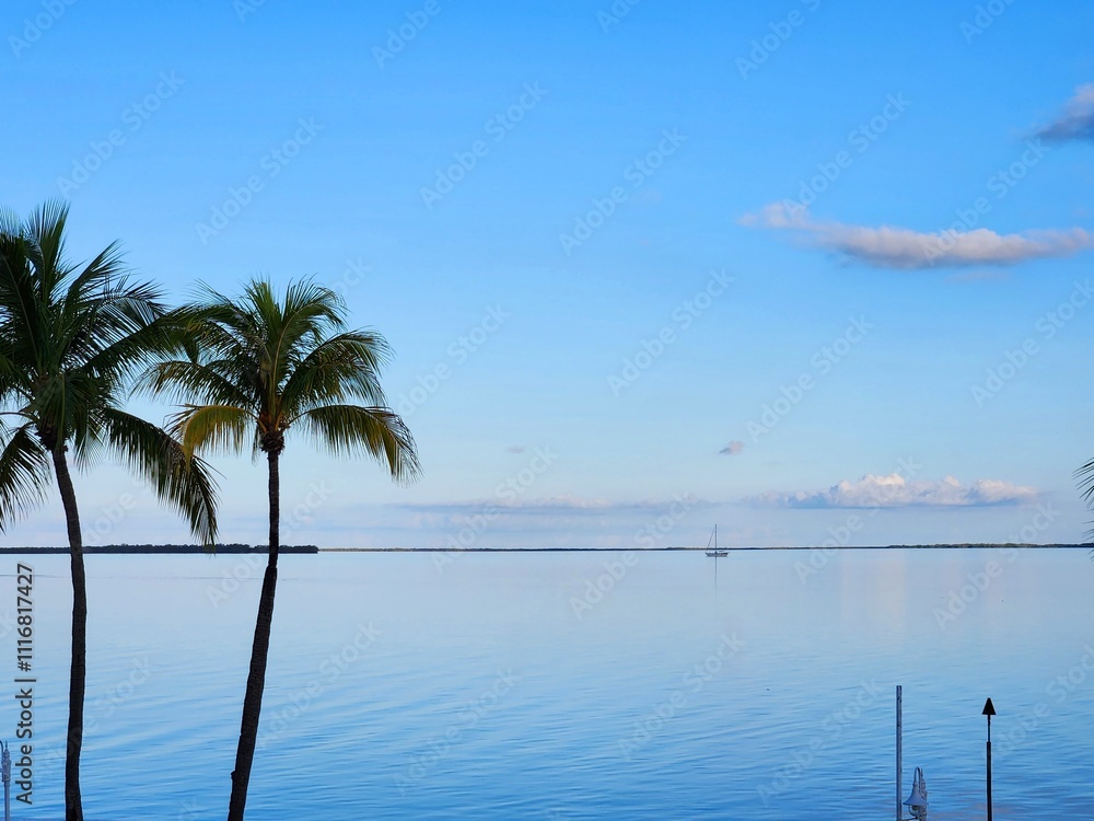 Fototapeta premium palm trees in front of calm blue sea