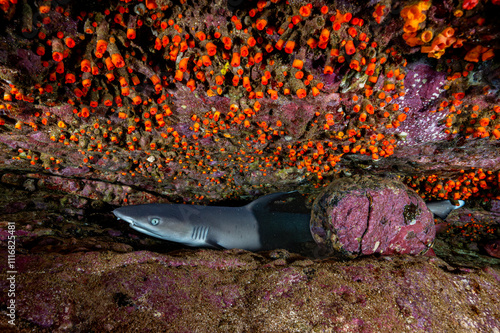 Shark Resting in Cave photo