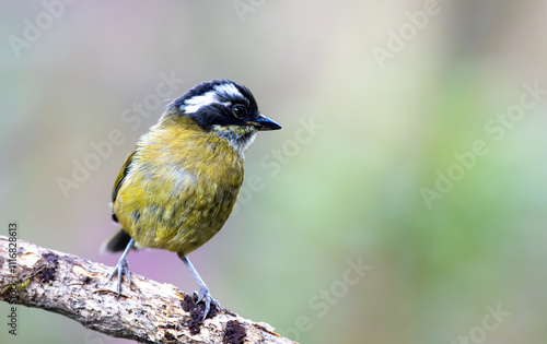 Sooty - capped cholorospingus (Chlorospingus pileatus), perched on a branch in Costa rica photo