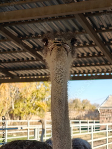 Ostrich with long neck looking curiously from under shelter in a farm setting photo