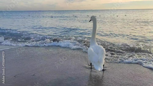 Beautiful big bird white swan on sea. Bird white swan standing on sand on sandy beach of sea coast against background of sea and sea waves on sunny morning. Bird with a long neck and white feathers