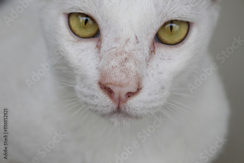 face of cute white cat with the scar on his face 