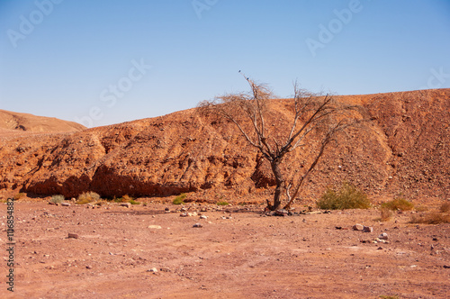 A tree is standing in a desert with a rocky hill in the background