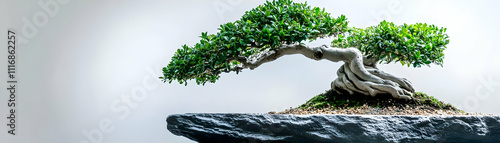 Serene Bonsai Tree on Rock: A Realistic Photo Illustration
