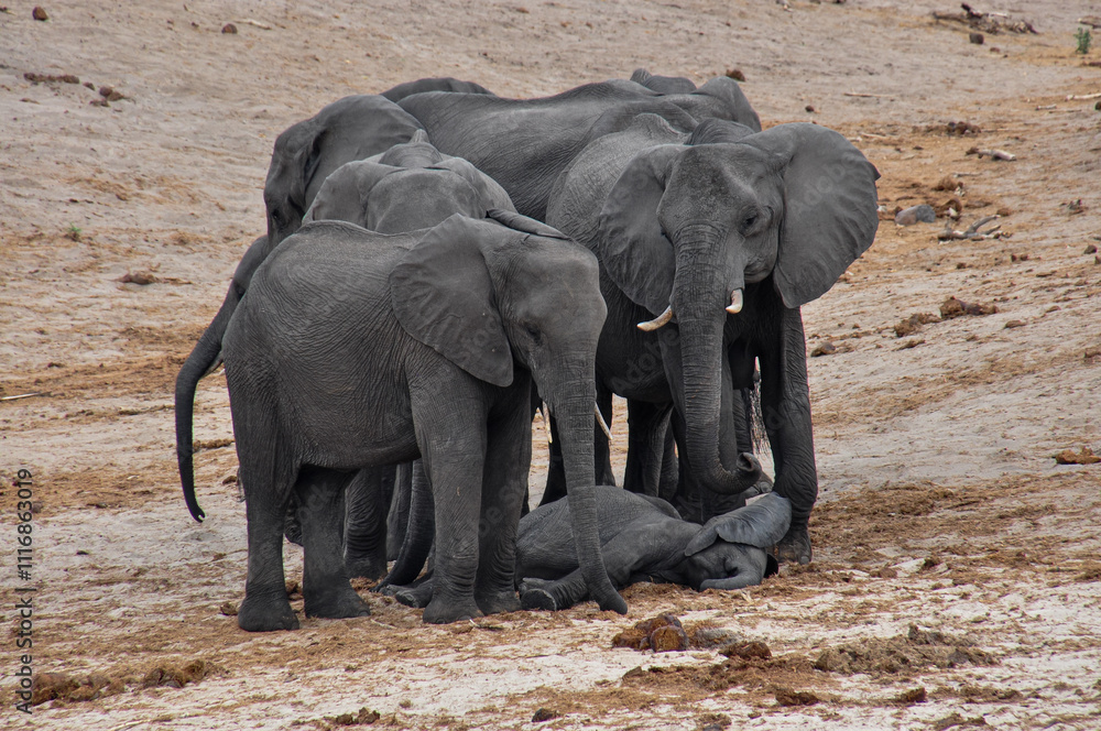 Obraz premium Several African elephants stand guard around a baby elephant sleeping on the ground.