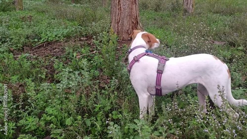 Dog explores lush green forest while searching for interesting scents and wildlife