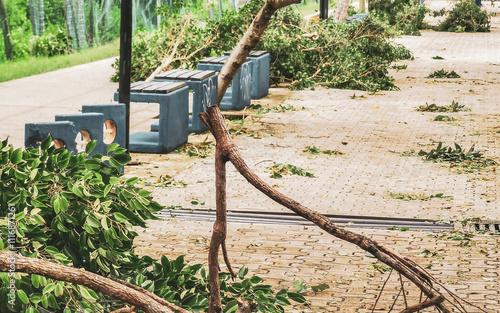 Quadro em tela Hurricane 2024 Playa del Carmen Mexico destruction devastation broken trees