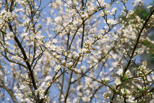 Plum flowers