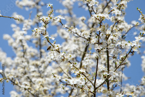 Plum flowers