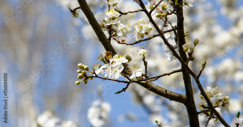 Plum flowers