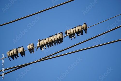 The birds on power lines in the morning.