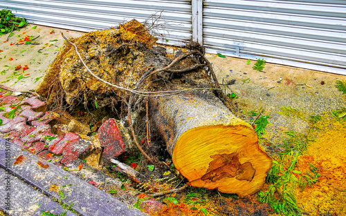 Hurricane 2024 Playa del Carmen Mexico destruction devastation broken trees. photo