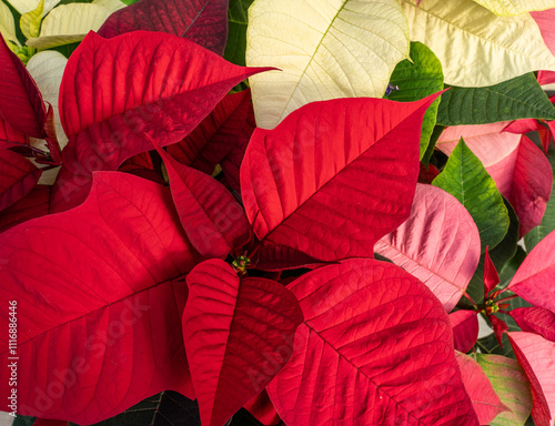Colorful Holiday Poinsettia blooming in time for the holiday season
