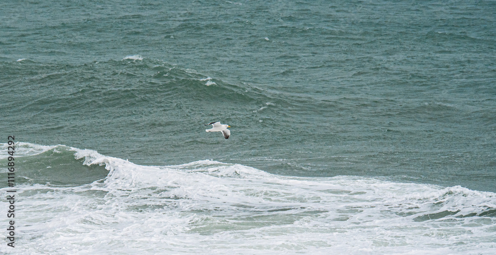 Fototapeta premium Seagull flying over ocean new zealand overcast day