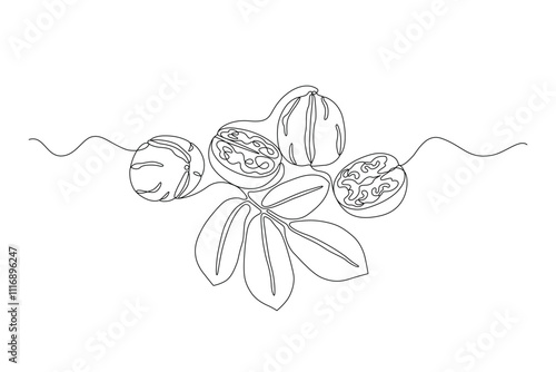 Walnuts with leaves drawn in continuous line in minimalism style, nut kernels, in one line, editable vector contour