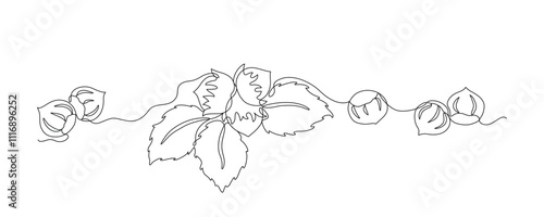 Hazelnuts with leaves drawn in continuous line in minimalism style, nut kernels, hazelnut fruits, in one line, editable vector contour
