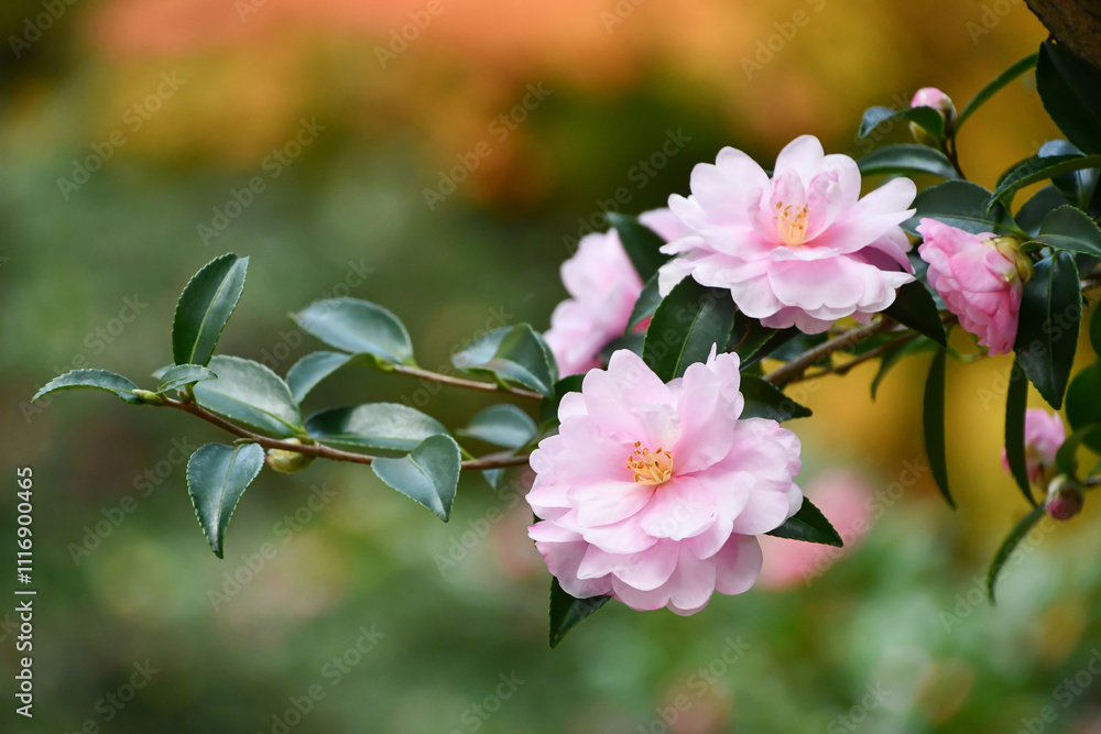 Obraz premium サザンカ