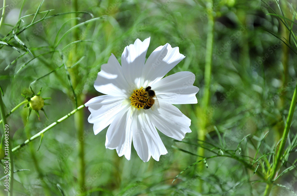 Obraz premium In the beautiful white flowers of Cosmos diversifolius Otto ex Otto with the African honeybee (Apis mellifera scutellata) collecting its pollen