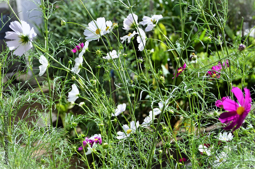 The wind blows the flowers of Cosmos diversifolius Otto ex Otto and Cosmos crithmifolius kunth with flowers in the yard on a sunny day photo