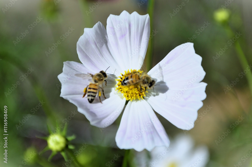 Obraz premium In the beautiful white flowers of Cosmos diversifolius Otto ex Otto with the African honeybee (Apis mellifera scutellata) collecting its pollen