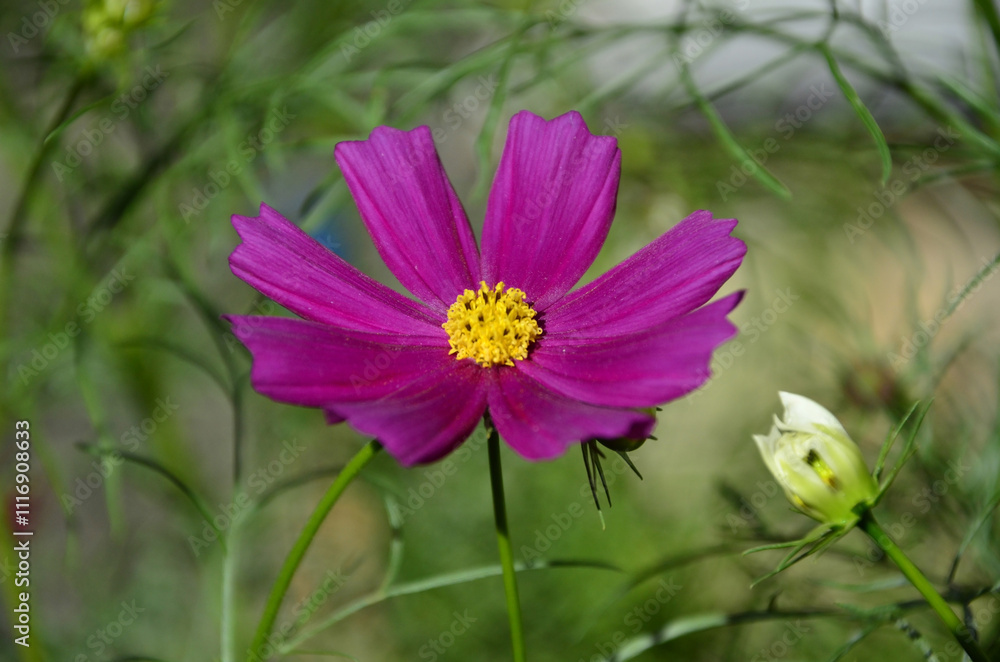 Fototapeta premium Pink Cosmos crithmifolius kunth flower in the backyard on a sunny day