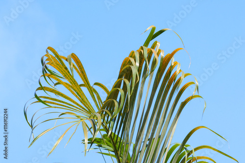 Close-up de palmera en verano