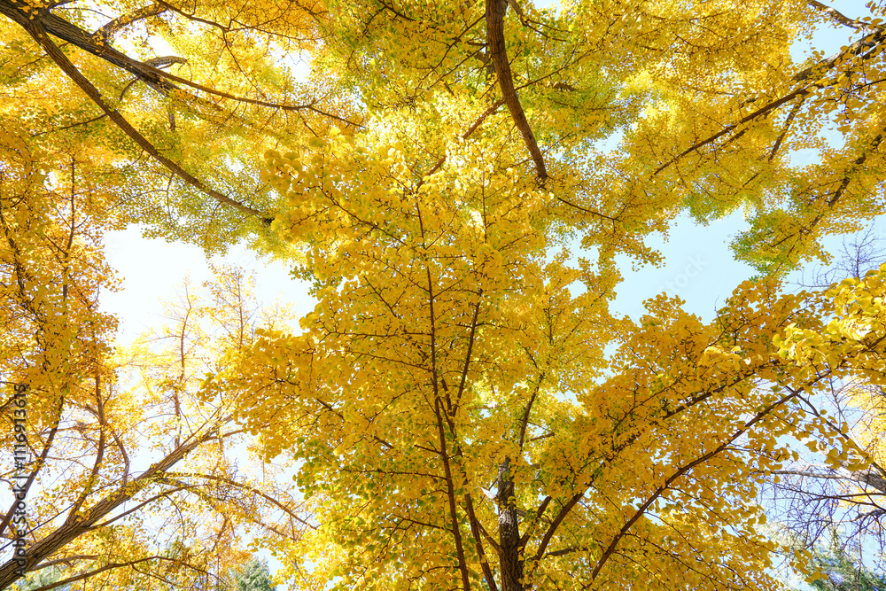 Golden Ginkgo Leaves in Beijing Ditan Park Golden Ginkgo Leaves in Beijing Ditan Park