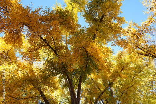 Golden Ginkgo Leaves in Beijing Ditan Park photo