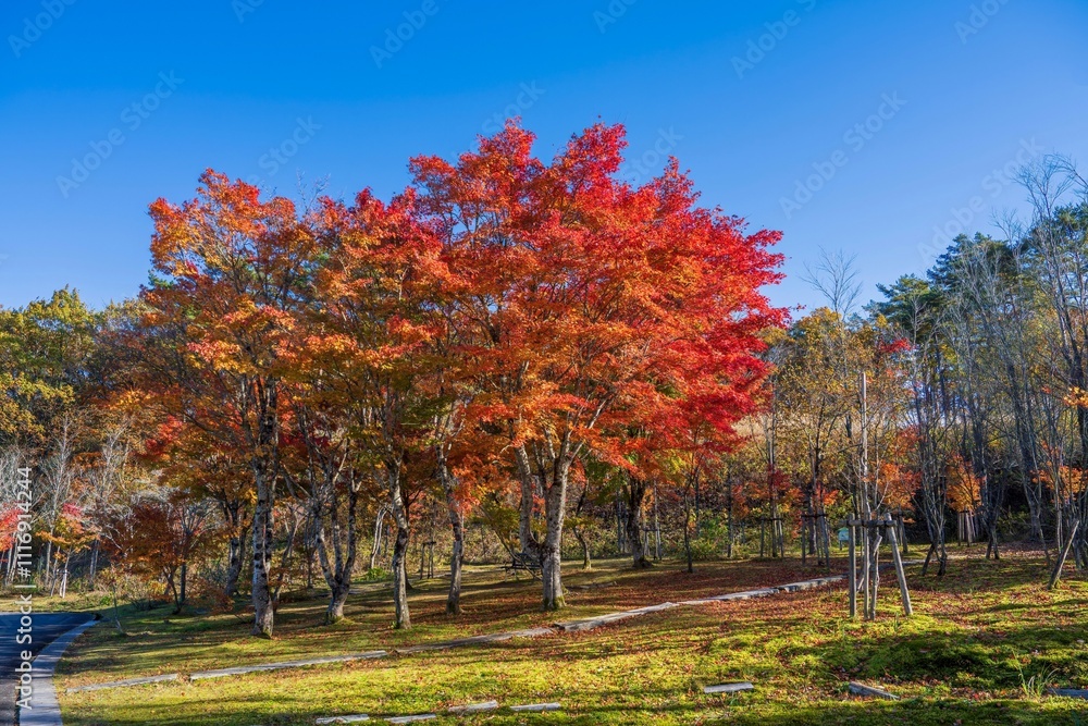 Naklejka premium 青空バックに見る光を浴びて輝くカラフルなモミジの紅葉情景
