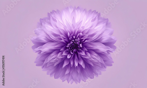 A vibrant purple flower with intricate petals against a soft background.