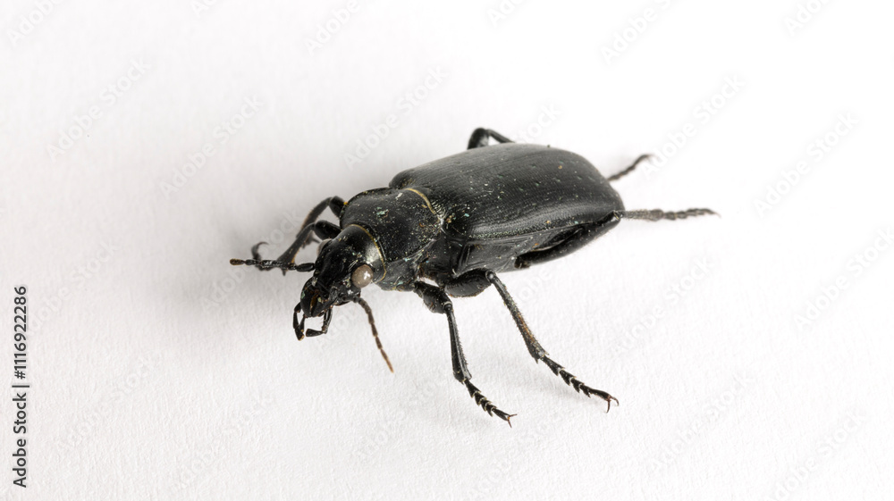 Carabus bessarabicus is a species of ground beetle from family Carabidae. Carabus bessarabicus is a species of ground beetle from family Carabidae.
