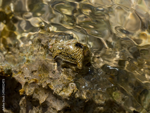 Quadro em tela Tetraclita squamosa - Thatched barnacle
