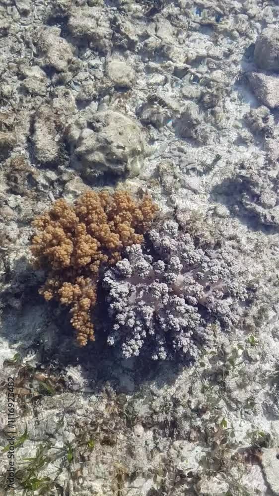 Vibrant Underwater World with Nemo and Coral Vibrant Underwater World with Nemo and Coral