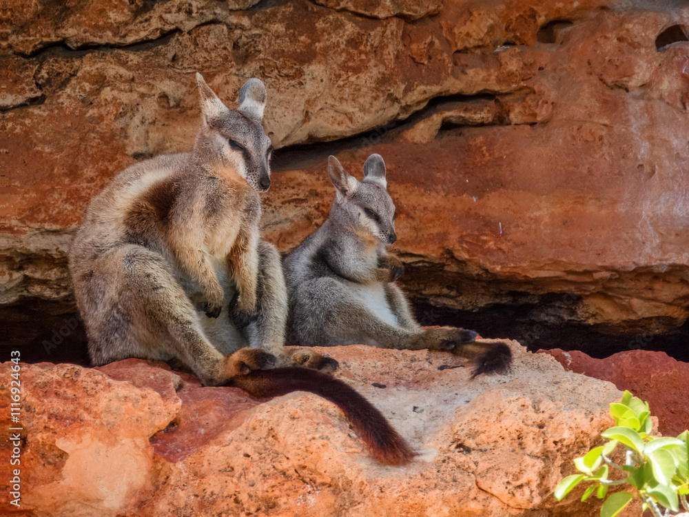 Black-flanked Rock Wallaby (Petrogale lateralis) in Australia