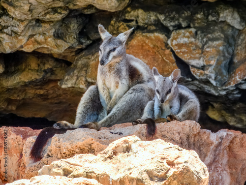 Black-flanked Rock Wallaby (Petrogale lateralis) in Australia