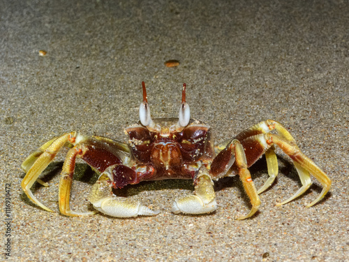 Horn-eyed Ghost Crab (Ocypode ceratophthalmus) in Australia photo