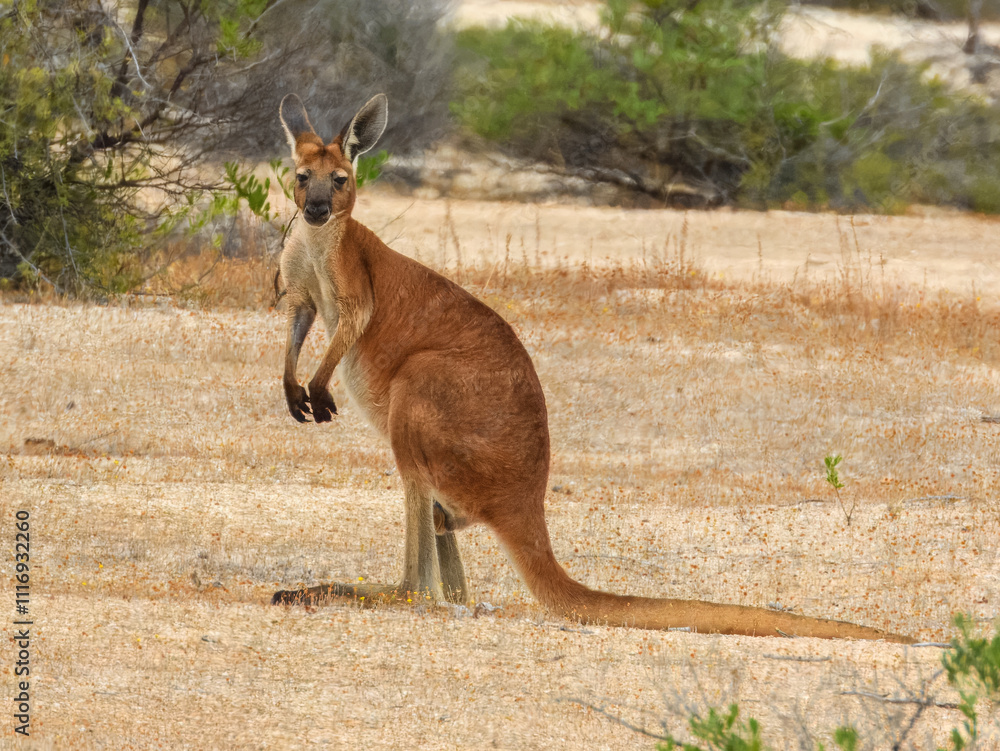 Red Kangaroo (Osphranter rufus) in Australia