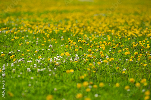 Fényképezés Alpine flower field