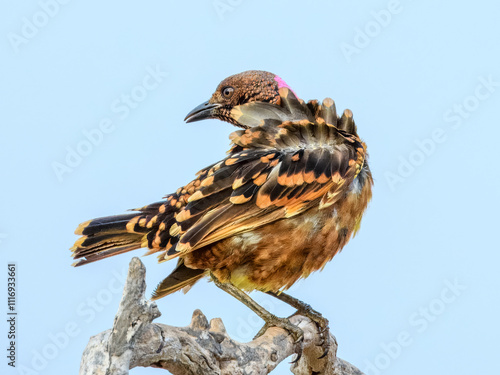 Western Bowerbird (Chlamydera guttata) in Australia photo