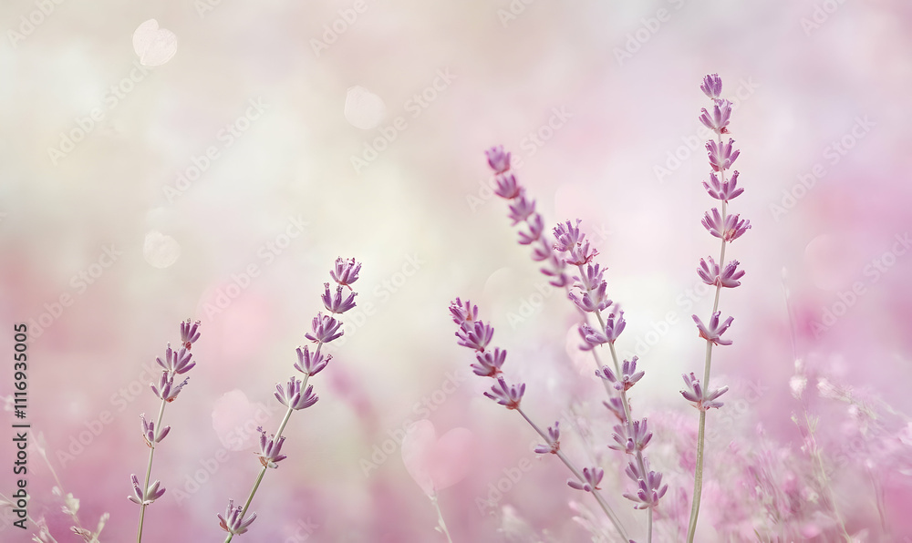Delicate lavender flowers against a soft, dreamy pink background. Delicate lavender flowers against a soft, dreamy pink background.