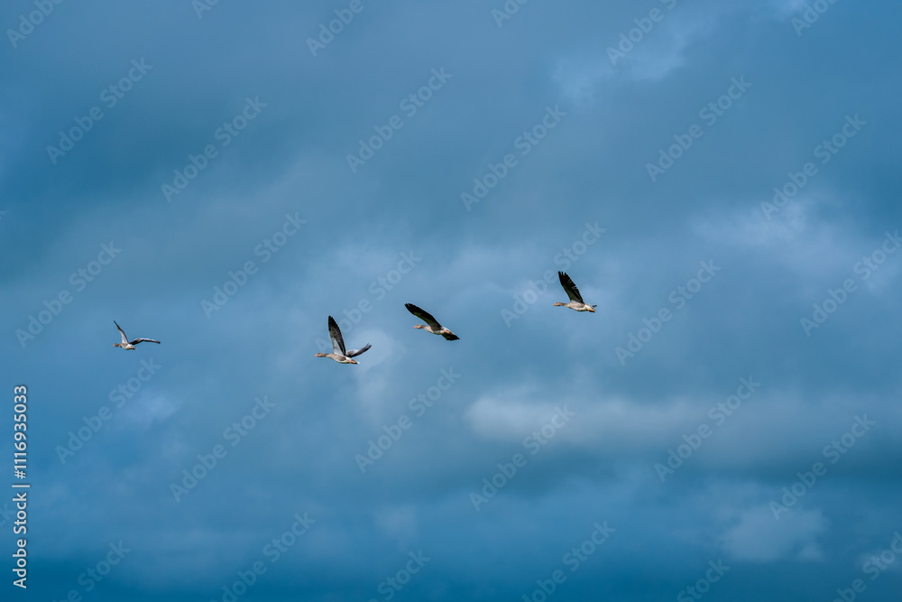 Fototapeta premium Birds in sky. Bird flying above the clouds. Goose bird flying. Many birds flying on sky. Deep blue sky. Bird migration.