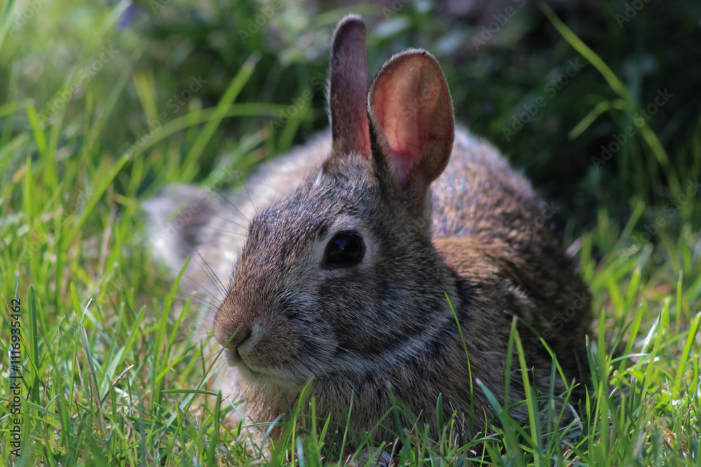Fototapeta premium adorable wild cottontail bunny rabbit in the grass nature photo background