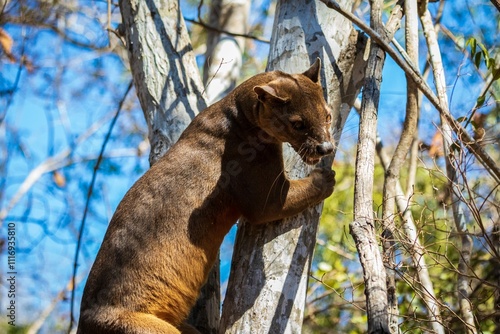 Fossa Climbing Tree in Natural Habitat, Kirindy Mitea National Park, Madagascar photo