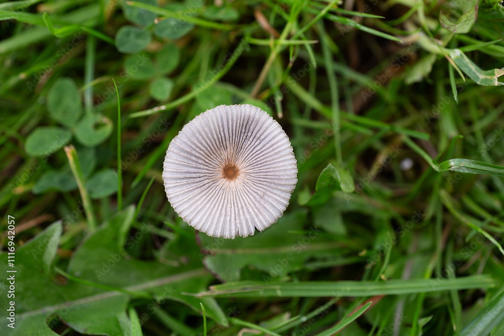 View looking straight down on to a Pleated Inkcap mushroom View looking straight down on to a Pleated Inkcap mushroom